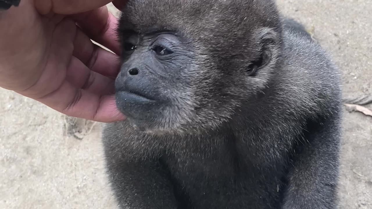 Monkey Wants Some Love