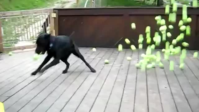 100 Tennis Balls - (A Border Collie in Heaven)