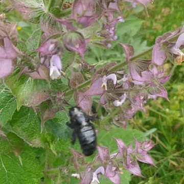 The big purple bee, back in my garden! Someone is stealing my video and posting it on YT!!!