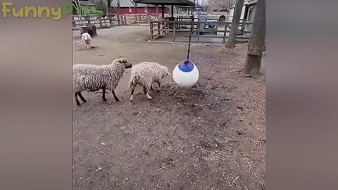 Best Funniest Animals Of 2023 Funny Animals 2021 Top Video
