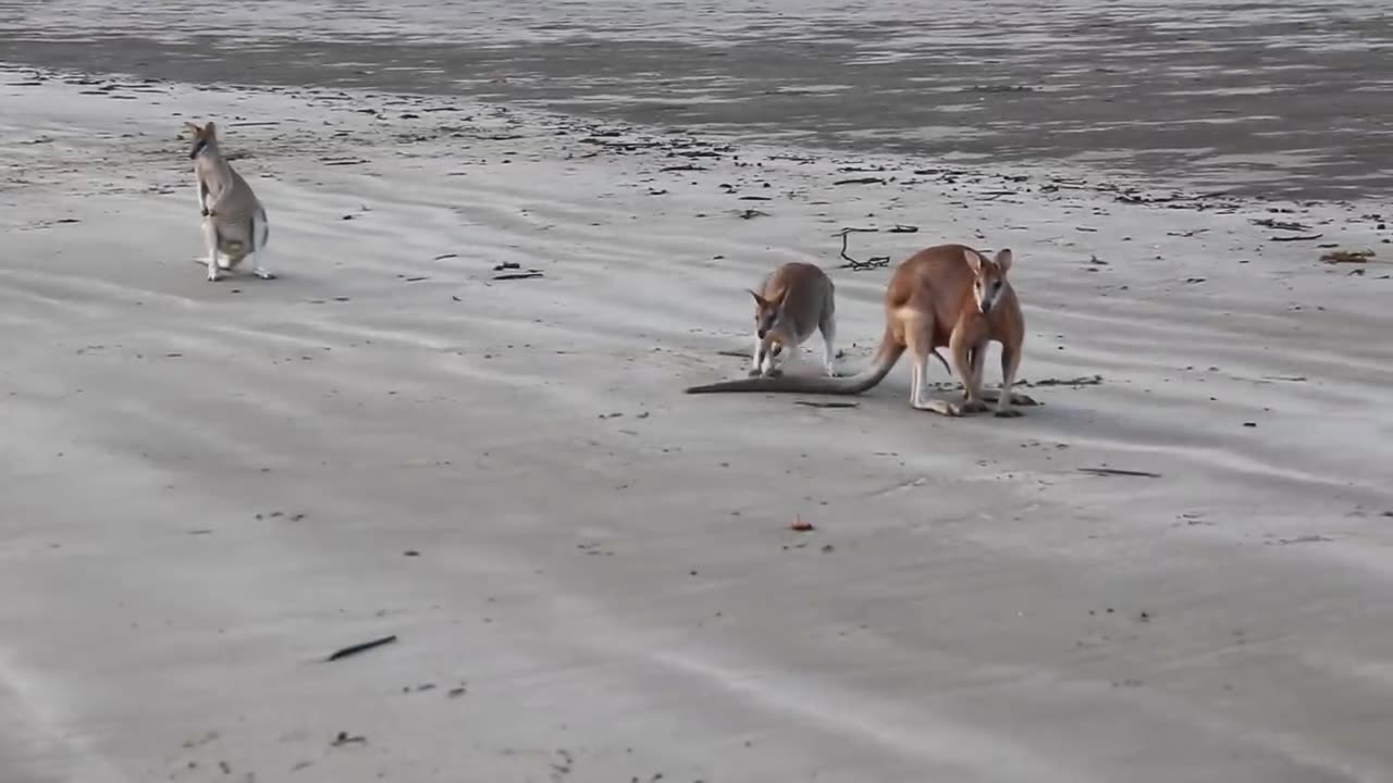 Wallaby Fight on the beach of Cape Hillsborough