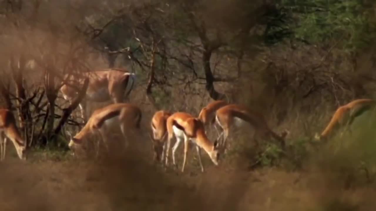 WORLD’S FASTEST ANIMALS FAIL! Grant’s Gazzele Take Down Cheetah With Horns, Lion Hunt Imapala Fail-4