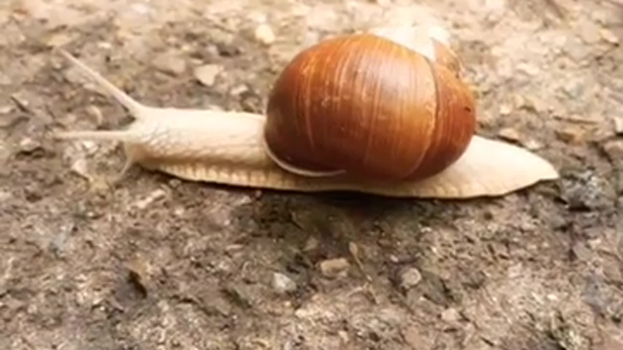 #shorts Land snail