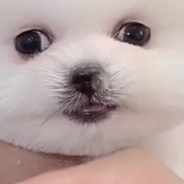 Bathday#grooming#shortvideos