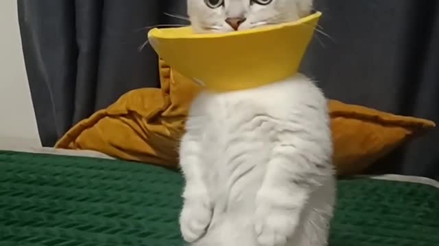 Cute little animals1