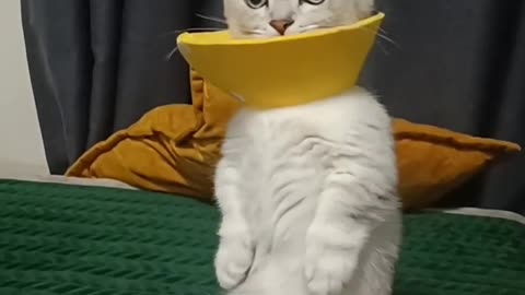 Cute little animals1