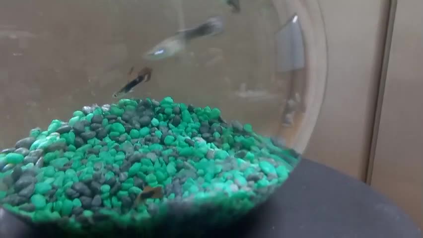 Fish that move actively in a fishbowl.