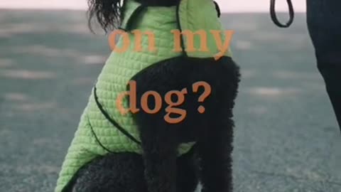 Funny animal videos 🤣🤣🤣🤣
