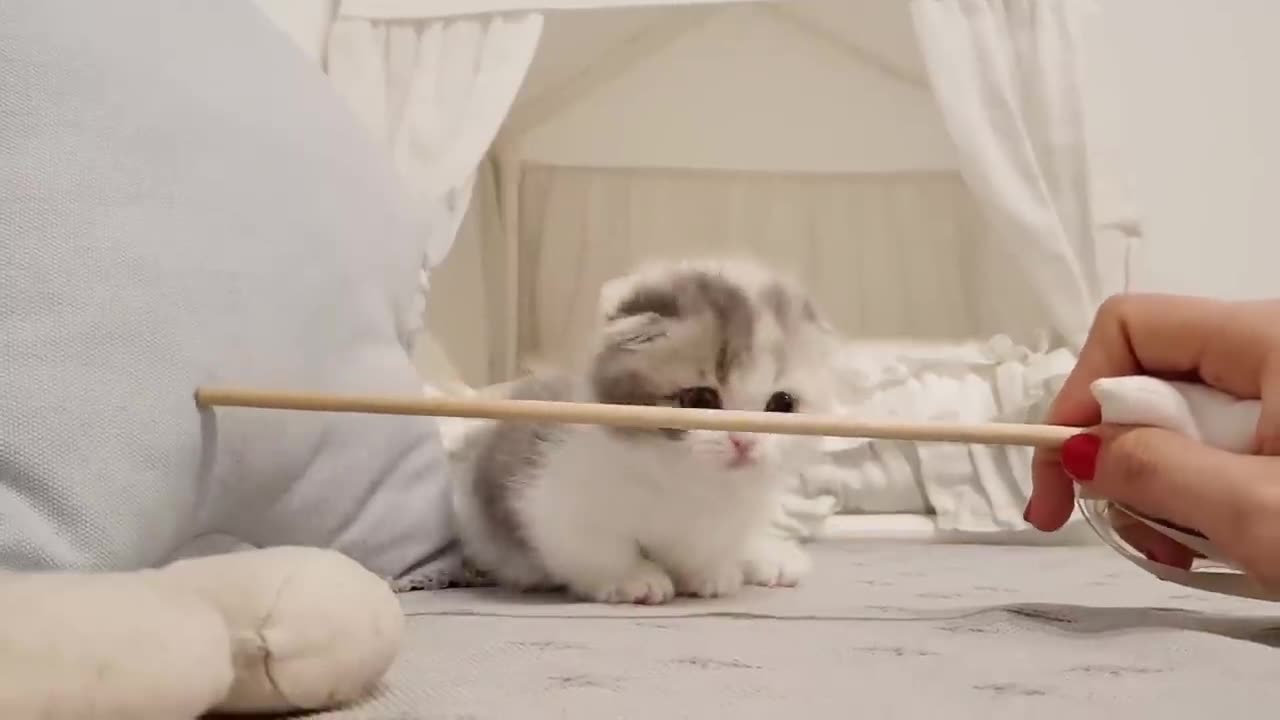 very cute kitten playing with small legs