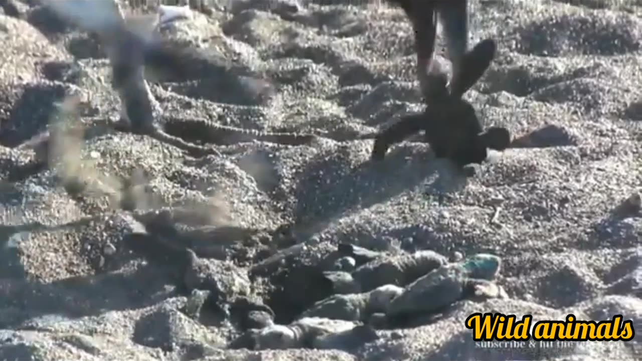 Wild birds part 2