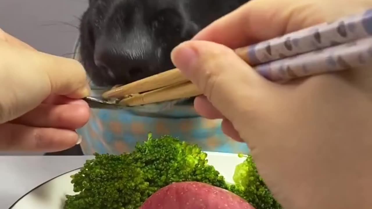 Black Labrador retriever eating food