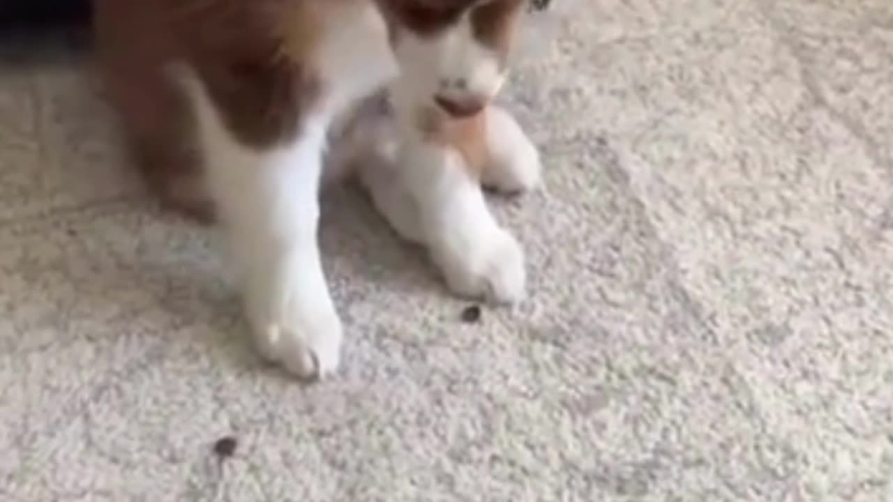 Cute Puppy Training