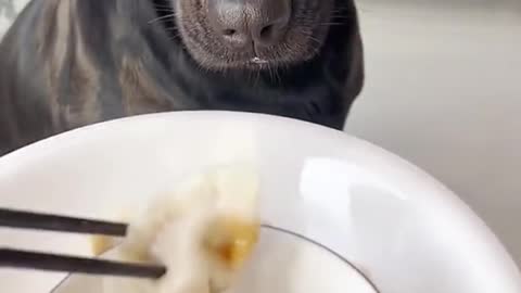 Dogs eat dumplings