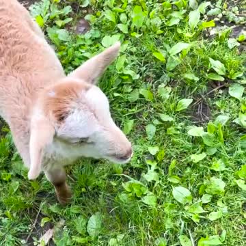Lamb puppies that will make your day