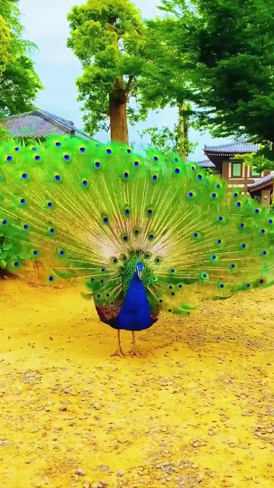 All the surprises and good luck are your accumulated gentleness and kindness,peacock ,animal