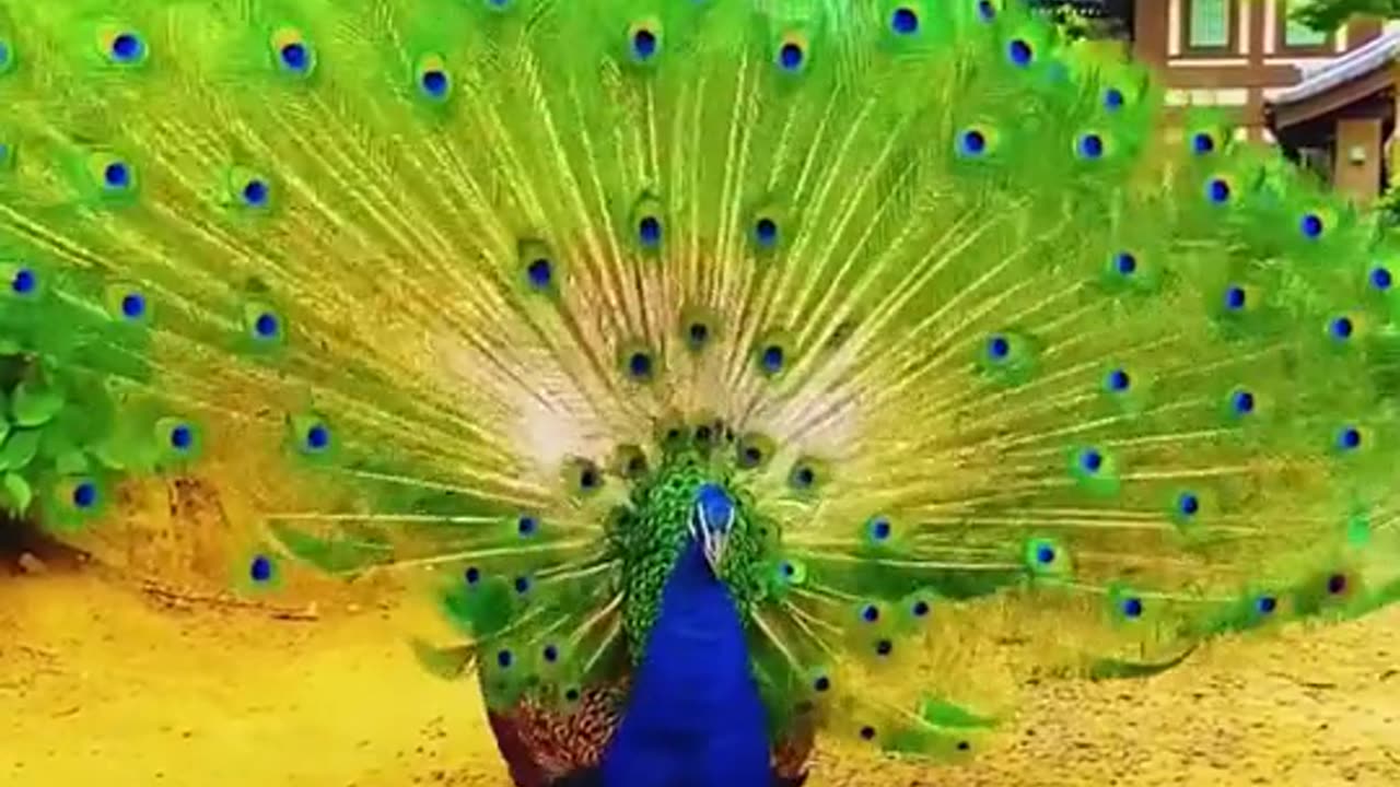 All the surprises and good luck are your accumulated gentleness and kindness,peacock ,animal