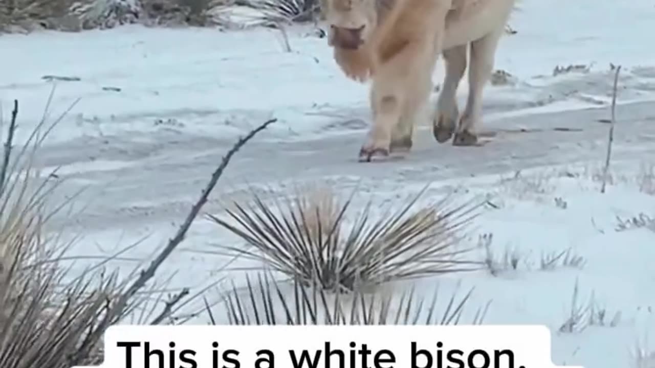 A white bison