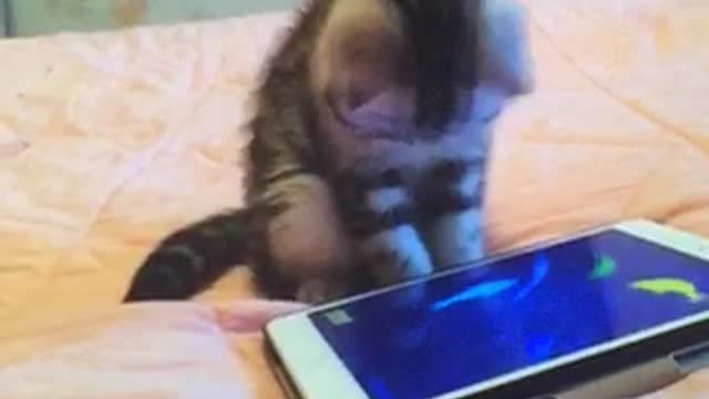 A cat playing games.