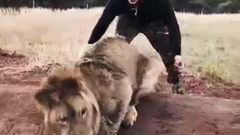 Scaring a Lion