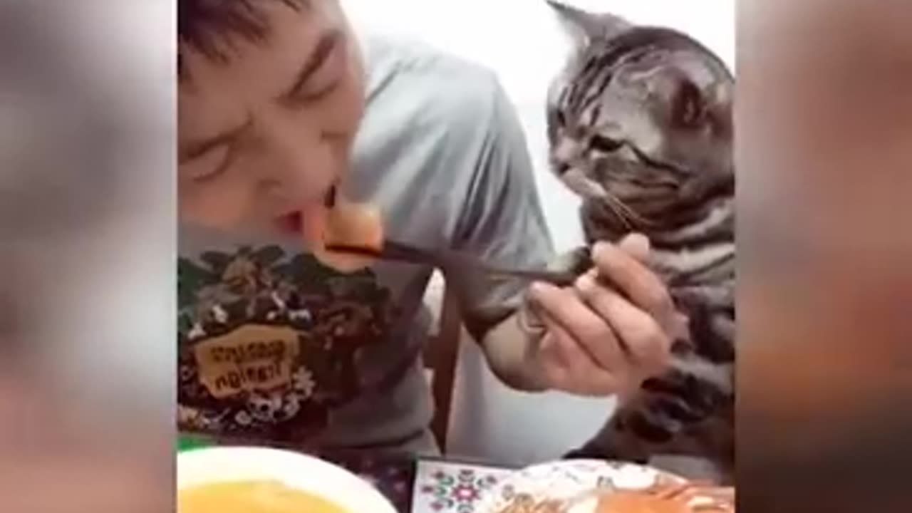 3 minutes of Funny Cat Video😹😹😹