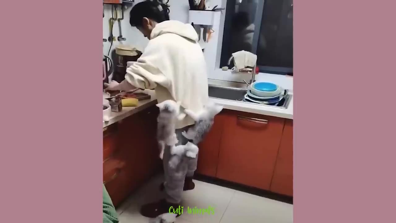 Funny Dog And Cat 😍🐶😻 Funniest Animals