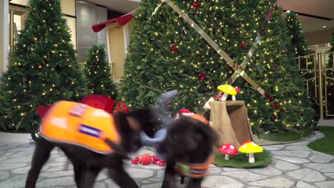 Guide dogs victoria christmas 2020 hero
