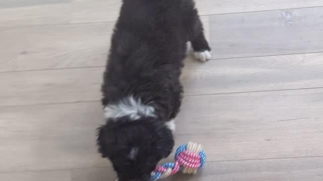 Puppy Play tug of way