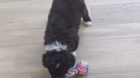 Puppy Play tug of way