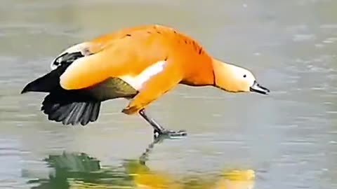 The cutest ruddy shelduck family