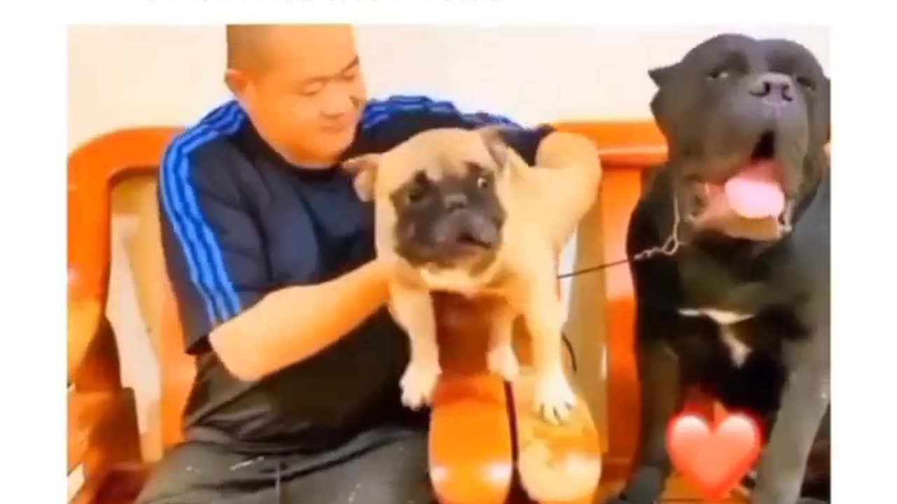 Funny videos