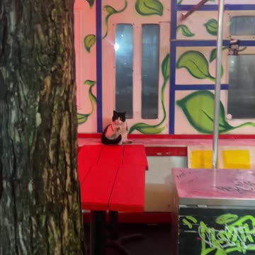 Cat gets embarrassed.