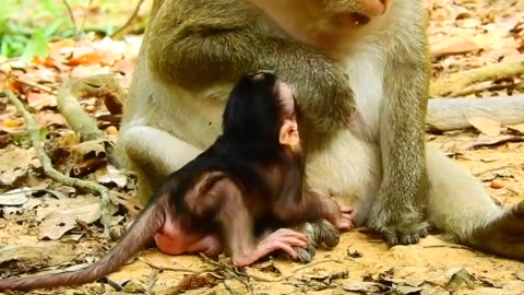 Little baby monkey is upset, mom is blocking milk, weaning.