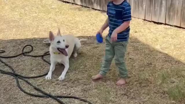 German Shepherd Dog Immediately Obeys Child!