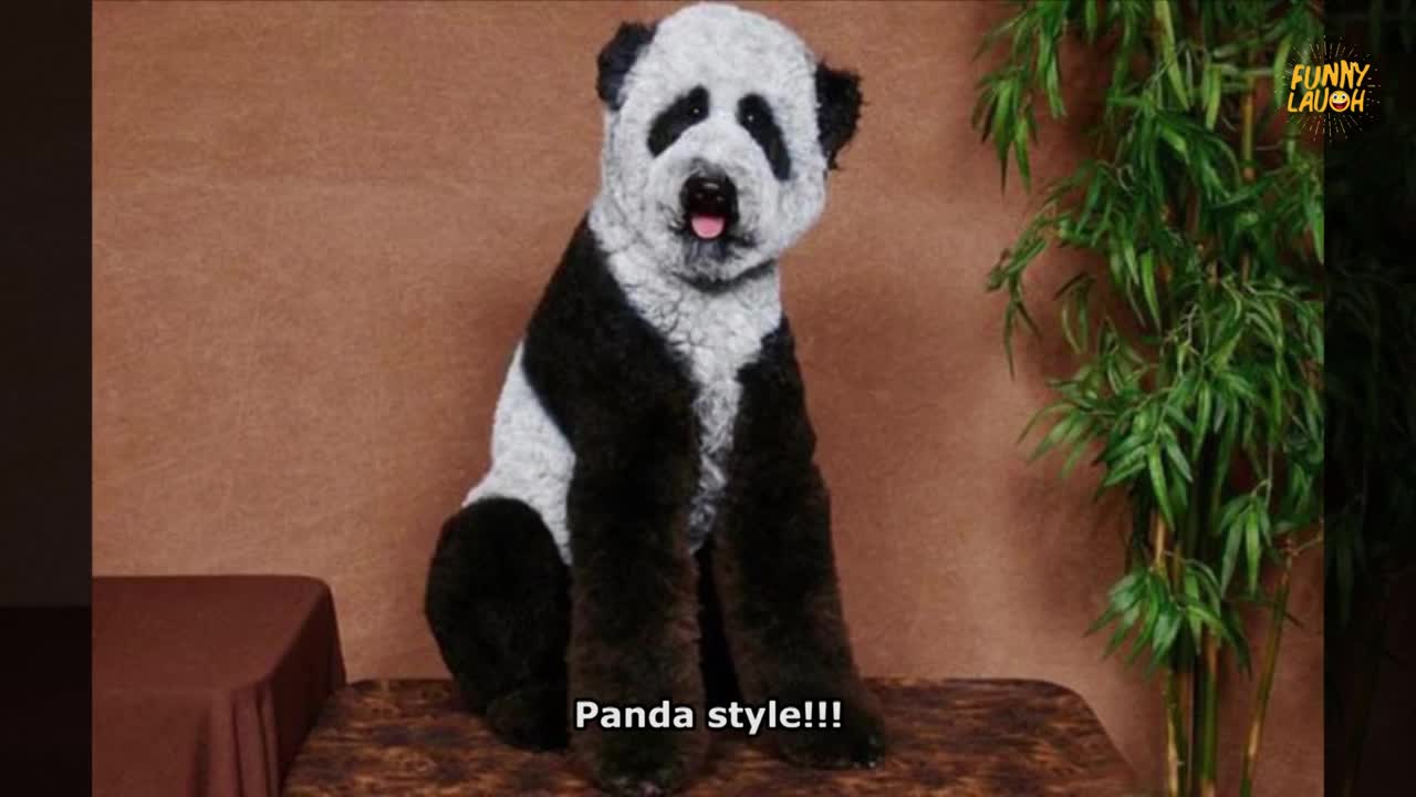 30+ Most Bizarre & Hilarious Pet Haircuts