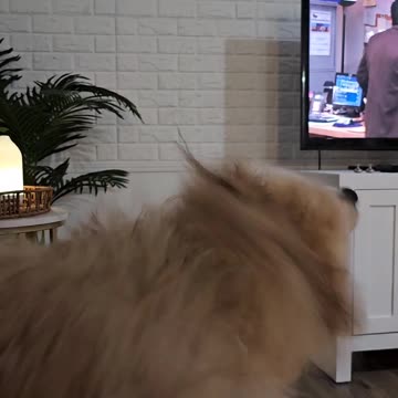 🐾 Zoomie Mania! Winnie the Wet Pomeranian's Post-Bath Dash! 🛁