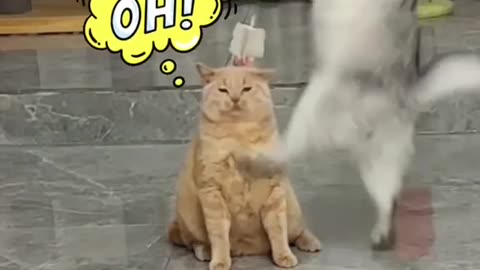 Cat 🤣🤣🤣