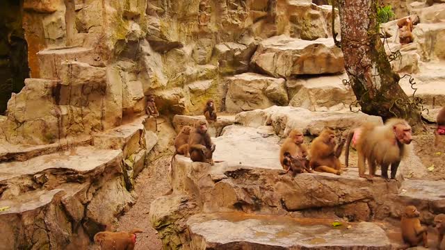 monkeys relaxing in the garden