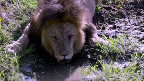 Amazingly close view of majestic lion drinking water in Africa