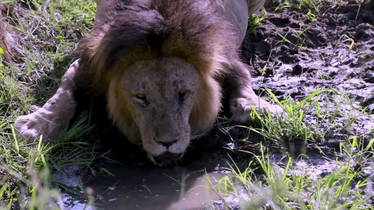 Amazingly close view of majestic lion drinking water in Africa