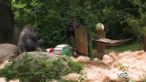 World’s oldest living male gorilla enjoys 60th birthday celebration