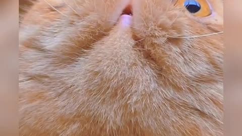 A cat has several cats in its whiskers