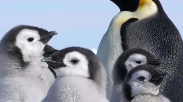 Chubby chicks 🐧 🇦🇶 Cape Washington