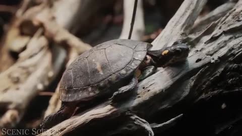 Animals of amazon jungle