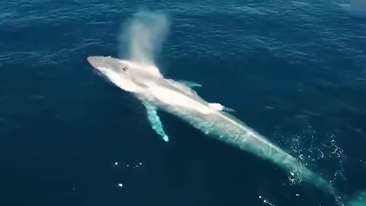 This Is What Biggest Whale In The World Can Do-6