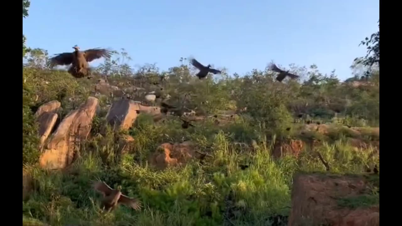 the flight of chickens 🐓 😱😁