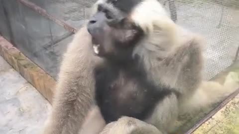 Funny sound monkey