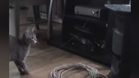 funny cats movement caught on camera