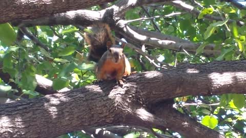 Angry Squirrel Barking at Cat