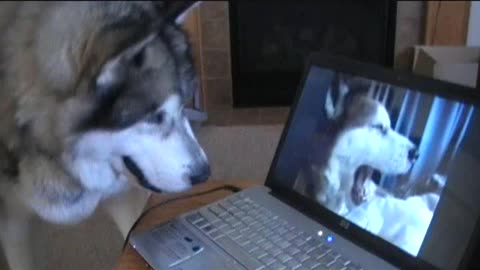 A fan of Mishka the singing dog-(480p)