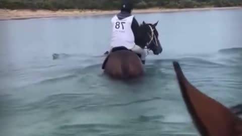 Riding horses in the water and interacting with dolphins